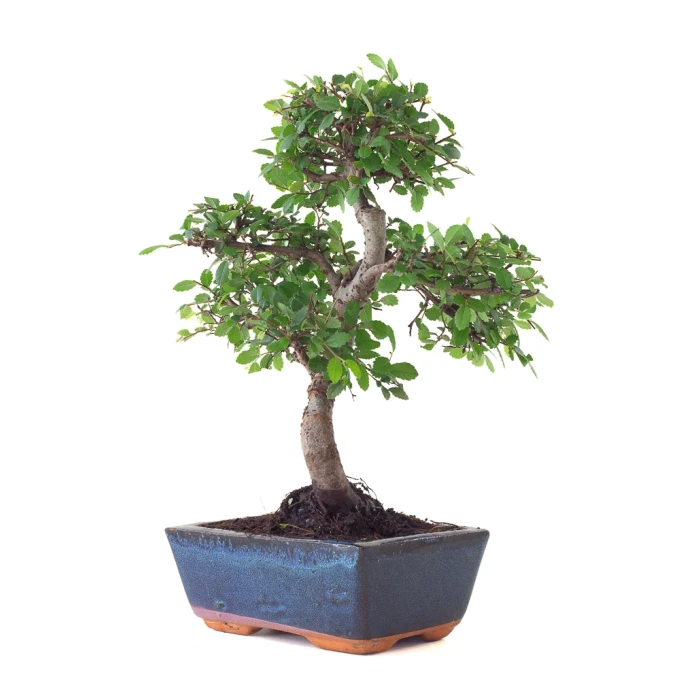 Achat Bonsai Orme de Chine 30 cm Sankaly Bonsai ORM261003MB