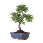 Achat Bonsai Orme de Chine 30 cm Sankaly Bonsai ORM261003MB