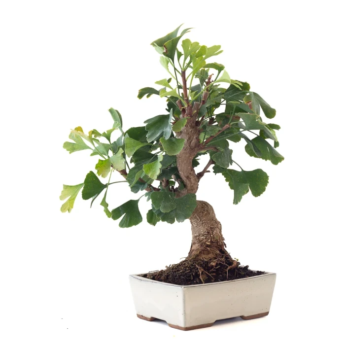 Acheter en ligne Bonsai Ginkgo Biloba 45 cm Sankaly Bonsai