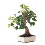 Acheter en ligne Bonsai Ginkgo Biloba 45 cm Sankaly Bonsai