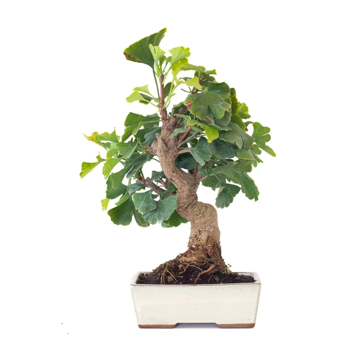 Achat en ligne Bonsai Ginkgo Biloba 45 cm Sankaly Bonsai