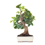 Achat en ligne Bonsai Ginkgo Biloba 45 cm Sankaly Bonsai