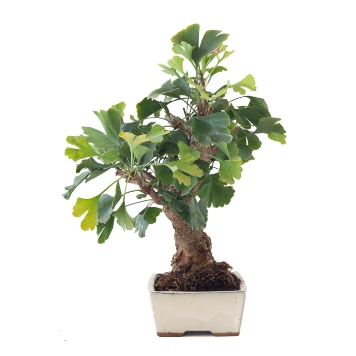 Vente Bonsai Ginkgo Biloba 45 cm Sankaly Bonsai