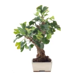 Vente Bonsai Ginkgo Biloba 45 cm Sankaly Bonsai