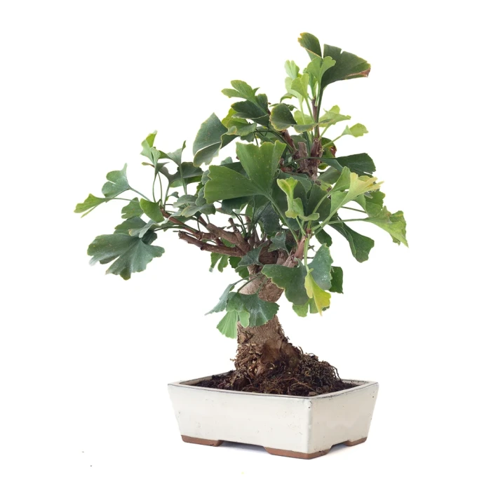 Achat Bonsai Ginkgo Biloba 45 cm Sankaly Bonsai