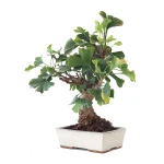 Achat Bonsai Ginkgo Biloba 45 cm Sankaly Bonsai