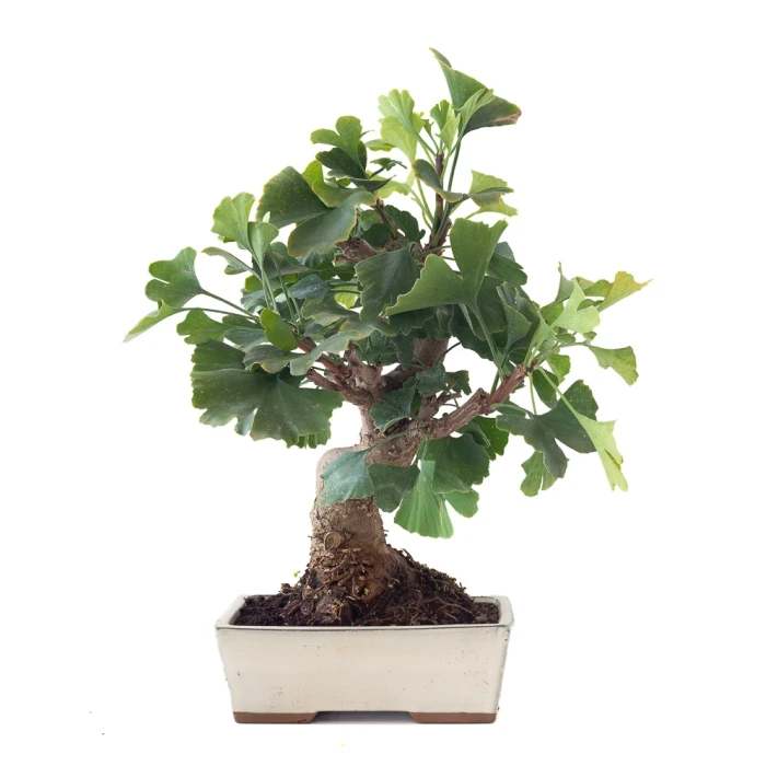 Acheter Bonsai Ginkgo Biloba 45 cm Sankaly Bonsai