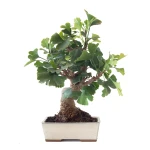 Acheter Bonsai Ginkgo Biloba 45 cm Sankaly Bonsai