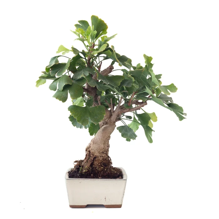 Vente de Bonsai en ligne Ginkgo Biloba 45 cm Sankaly Bonsai