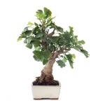 Vente de Bonsai en ligne Ginkgo Biloba 45 cm Sankaly Bonsai