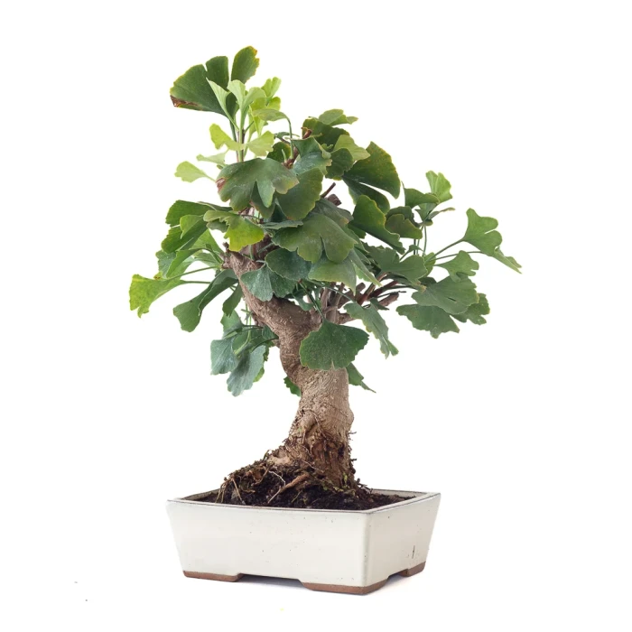Vente en ligne Bonsai Ginkgo Biloba 45 cm Sankaly Bonsai