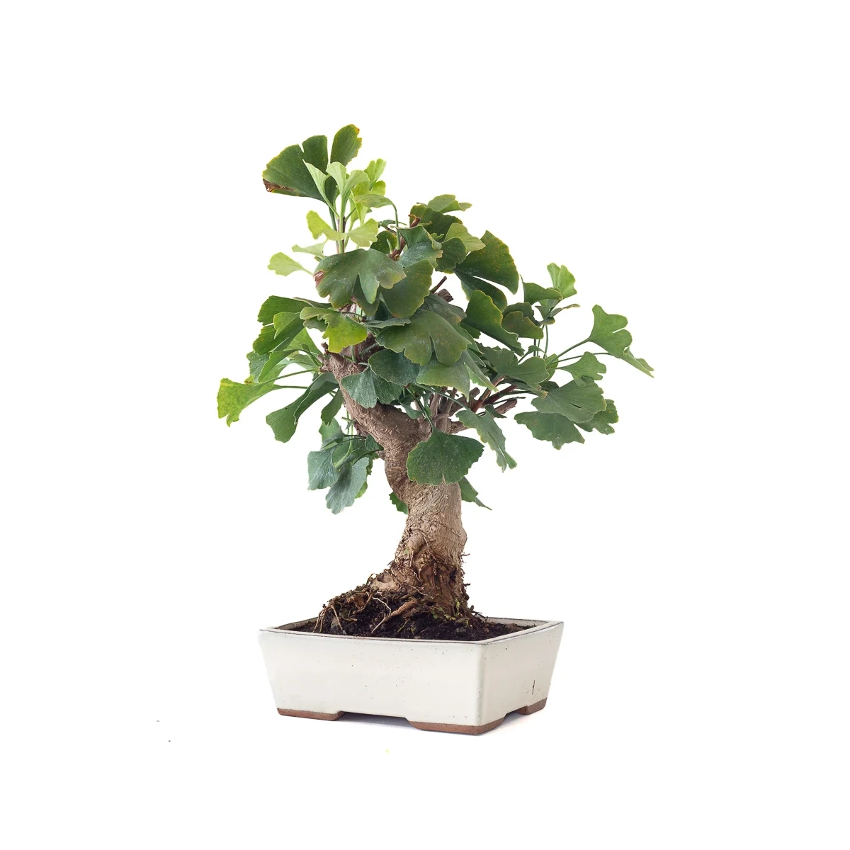 Vente en ligne Bonsai Ginkgo Biloba 45 cm Sankaly Bonsai