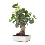 Vente en ligne Bonsai Ginkgo Biloba 45 cm Sankaly Bonsai