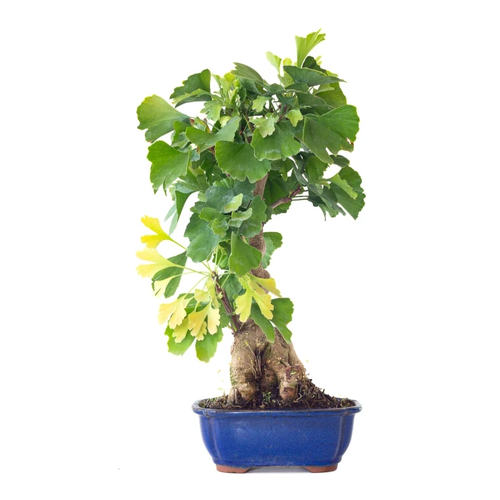 Vente en ligne de Bonsai Ginkgo Biloba 55 cm Sankaly Bonsai