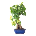 Vente en ligne de Bonsai Ginkgo Biloba 55 cm Sankaly Bonsai