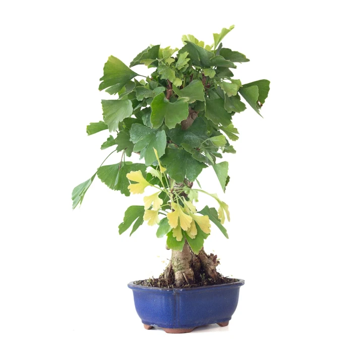 Achat en ligne de Bonsai Ginkgo Biloba 55 cm Sankaly Bonsai