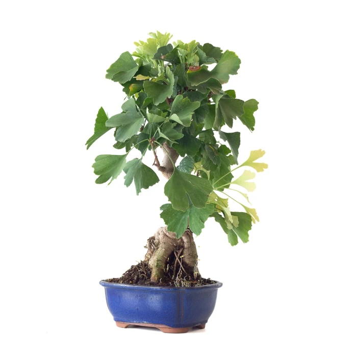 Vente de Bonsai Ginkgo Biloba 55 cm Sankaly Bonsai