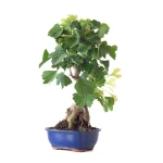 Vente de Bonsai Ginkgo Biloba 55 cm Sankaly Bonsai