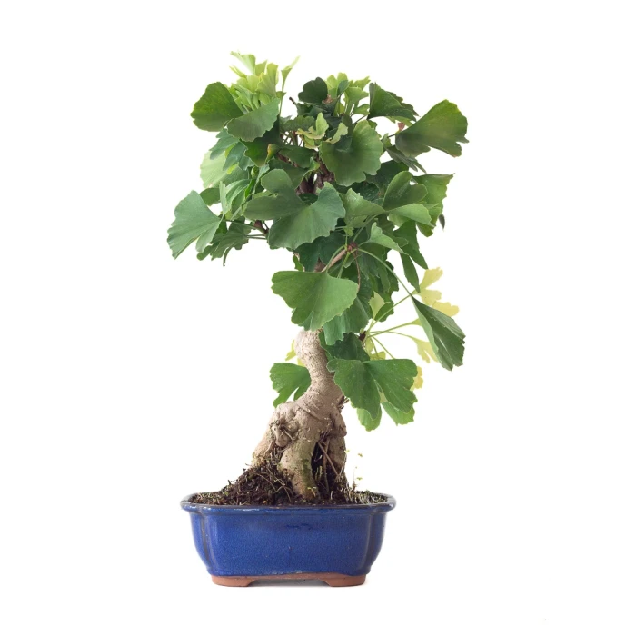 Achat Bonsai Ginkgo Biloba 55 cm Sankaly Bonsai