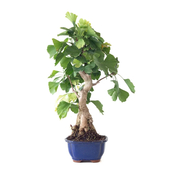 Acheter Bonsai Ginkgo Biloba 55 cm Sankaly Bonsai