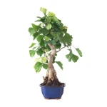 Acheter Bonsai Ginkgo Biloba 55 cm Sankaly Bonsai