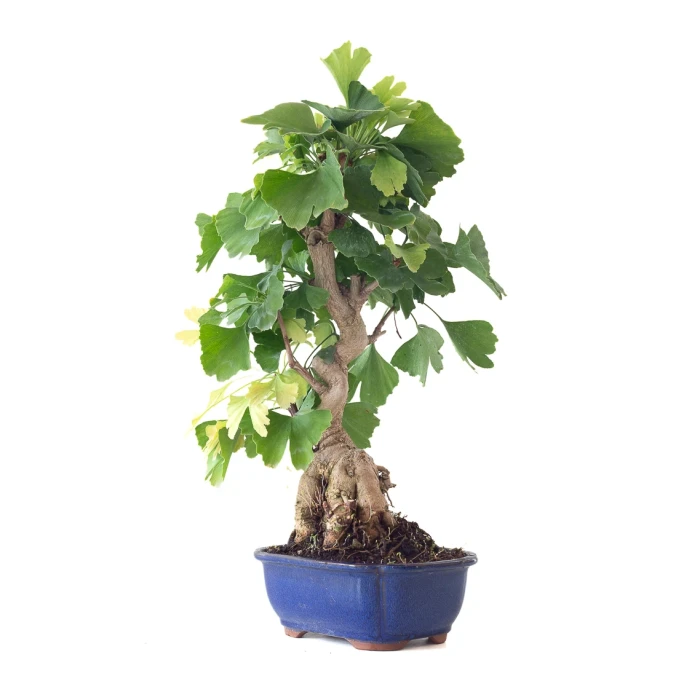 Acheter en ligne de Bonsai Ginkgo Biloba 55 cm Sankaly Bonsai