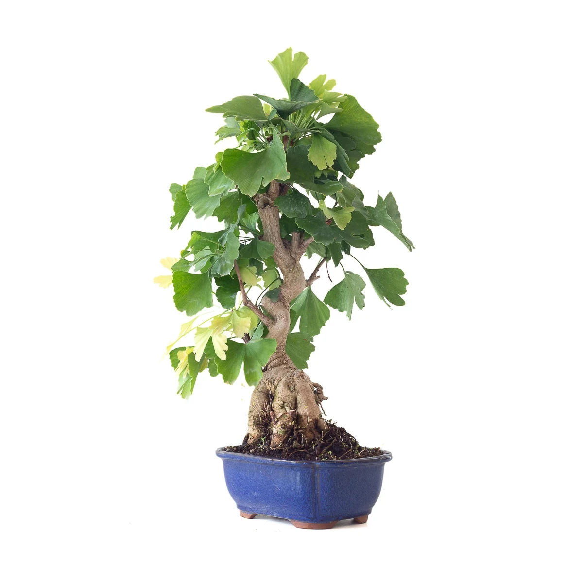 Acheter en ligne de Bonsai Ginkgo Biloba 55 cm Sankaly Bonsai