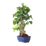 Acheter en ligne de Bonsai Ginkgo Biloba 55 cm Sankaly Bonsai