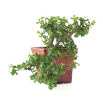 Acheter Bonsai Portulacaria Cascade 28 cm Sankaly Bonsai