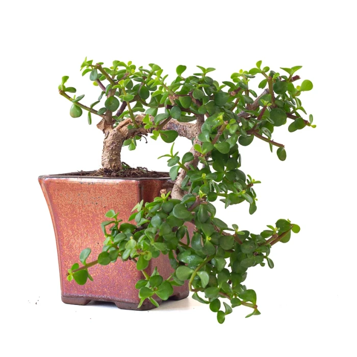 Achat Bonsai Portulacaria Cascade 28 cm Sankaly Bonsai