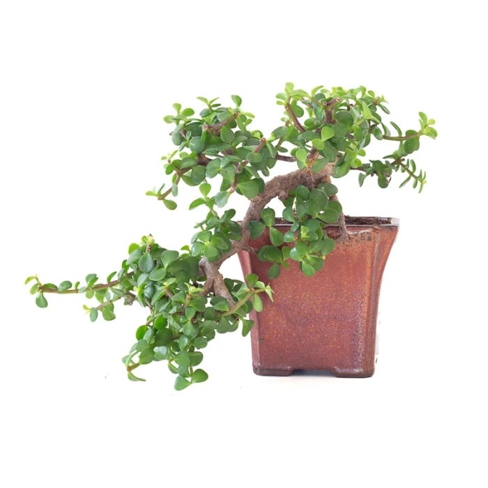 Vente de Bonsai Portulacaria Cascade 28 cm Sankaly Bonsai