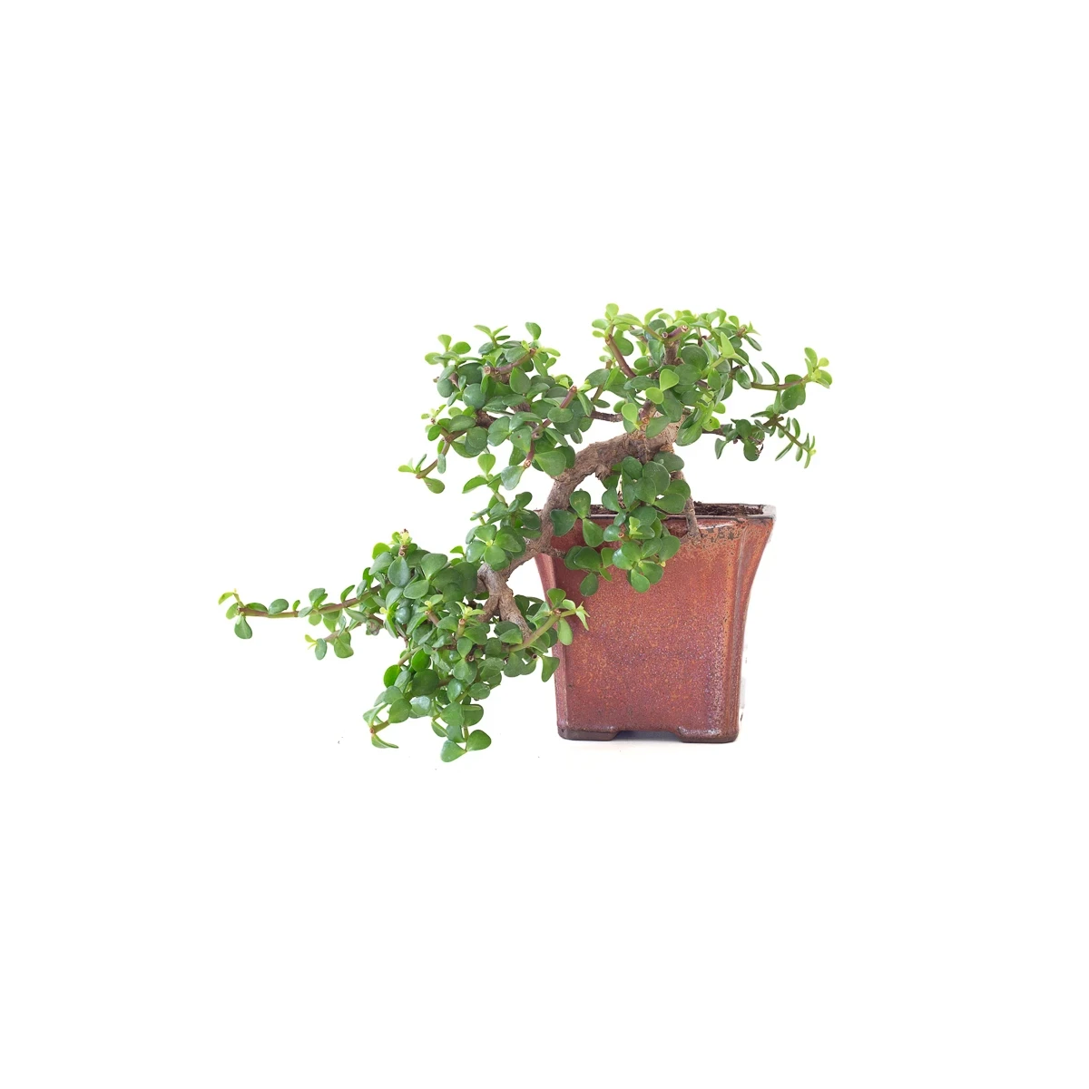 Vente de Bonsai Portulacaria Cascade 28 cm Sankaly Bonsai
