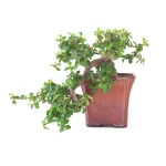 Vente de Bonsai Portulacaria Cascade 28 cm Sankaly Bonsai
