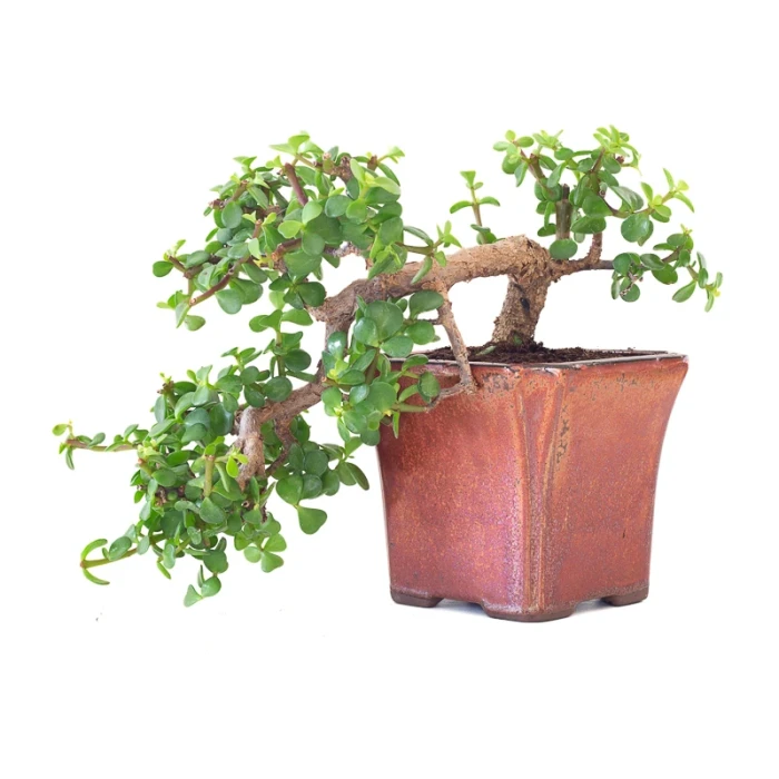 Achat en ligne Bonsai Portulacaria Cascade 28 cm Sankaly Bonsai