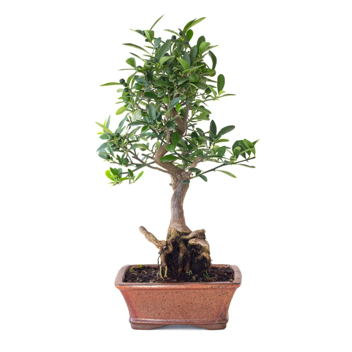 Vente en Ligne Bonsai Citrus Kinzu 45 cm Sankaly Bonsai