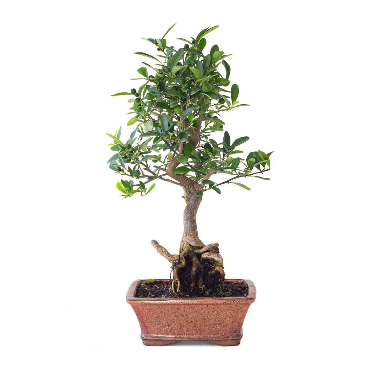 Vente en Ligne Bonsai Citrus Kinzu 45 cm Sankaly Bonsai