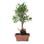 Vente en Ligne Bonsai Citrus Kinzu 45 cm Sankaly Bonsai