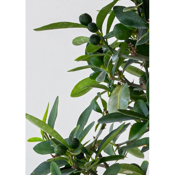 Acheter Bonsai Citrus Kinzu 45 cm Sankaly Bonsai