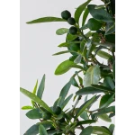 Acheter Bonsai Citrus Kinzu 45 cm Sankaly Bonsai