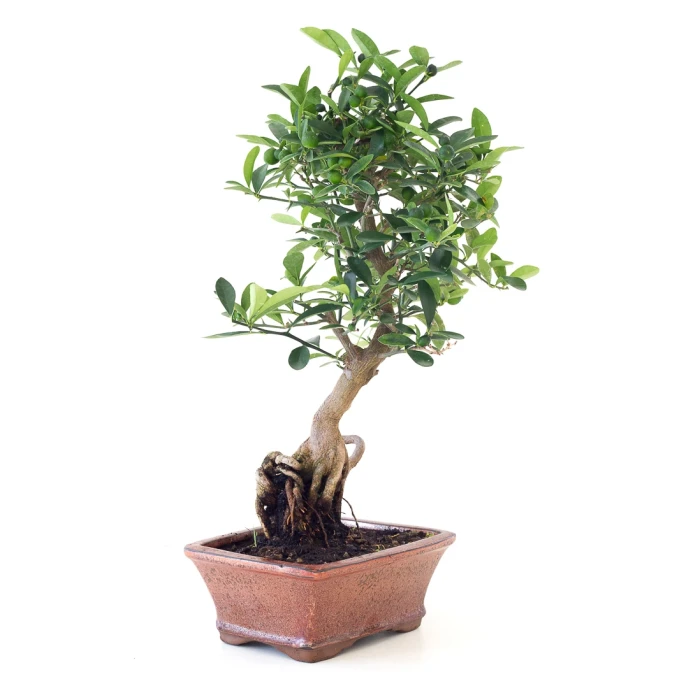 Achat en Ligne Bonsai Citrus Kinzu 45 cm Sankaly Bonsai