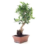 Achat en Ligne Bonsai Citrus Kinzu 45 cm Sankaly Bonsai