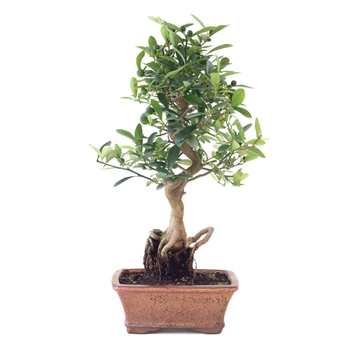 Acheter en Ligne Bonsai Citrus Kinzu 45 cm Sankaly Bonsai