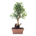 Acheter en Ligne Bonsai Citrus Kinzu 45 cm Sankaly Bonsai