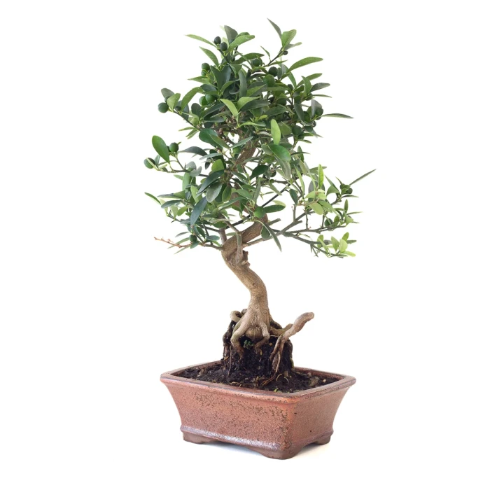 Vente Bonsai Citrus Kinzu 45 cm Sankaly Bonsai
