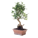 Vente Bonsai Citrus Kinzu 45 cm Sankaly Bonsai