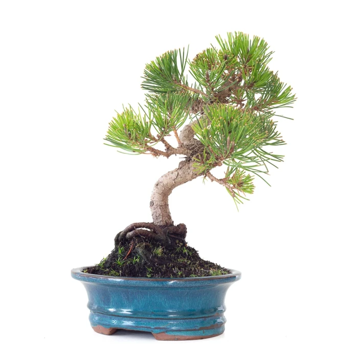 Vente de Bonsai en ligne Pinus Thunbergii 37 cm Sankaly Bonsai