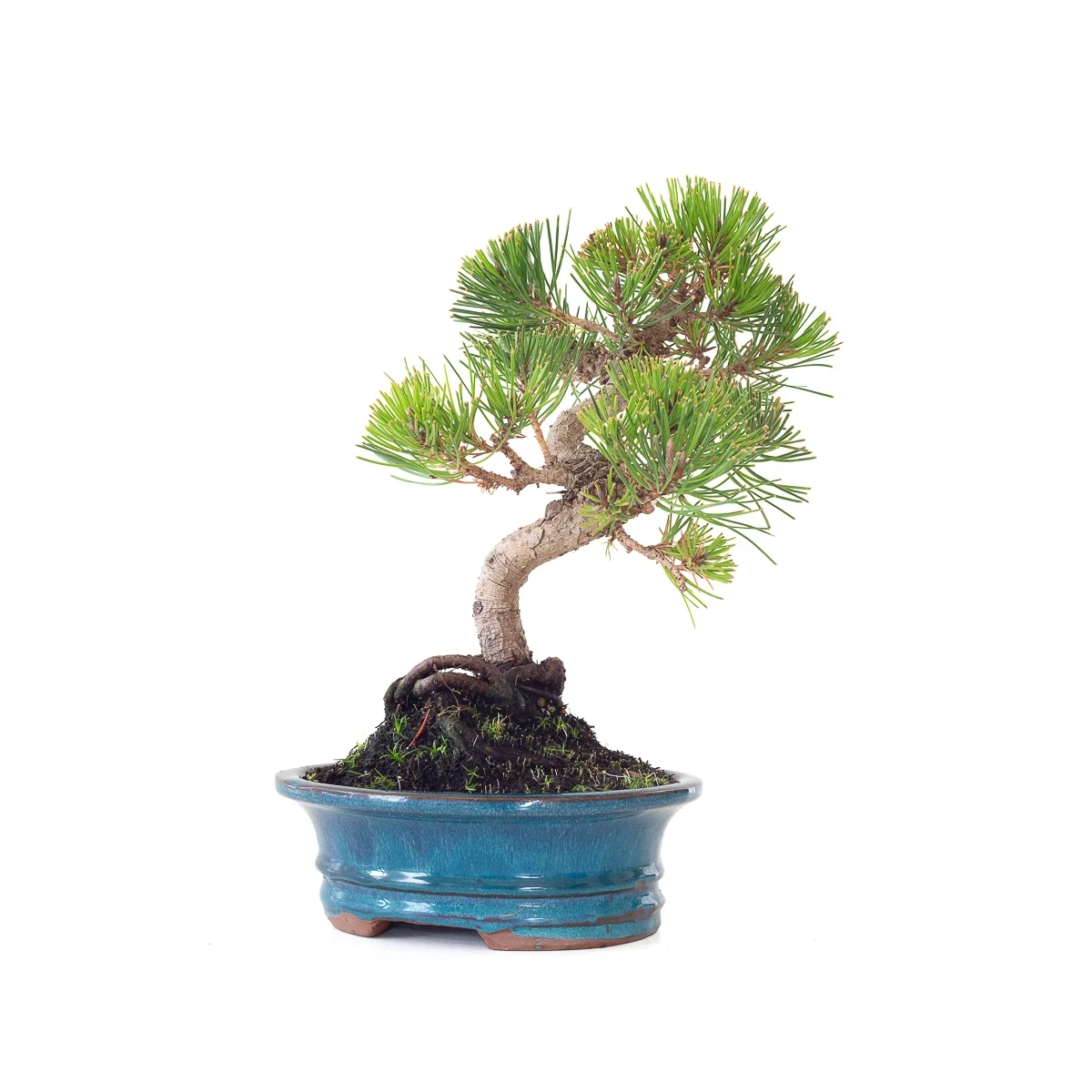 Vente de Bonsai en ligne Pinus Thunbergii 37 cm Sankaly Bonsai