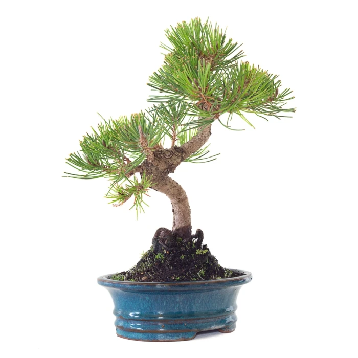 Achat Bonsai en ligne Pinus Thunbergii 37 cm Sankaly Bonsai