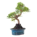 Achat Bonsai en ligne Pinus Thunbergii 37 cm Sankaly Bonsai