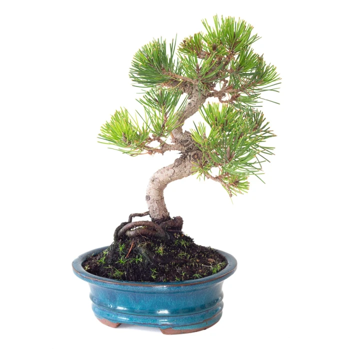 Acheter Bonsai en ligne Pinus Thunbergii 37 cm Sankaly Bonsai